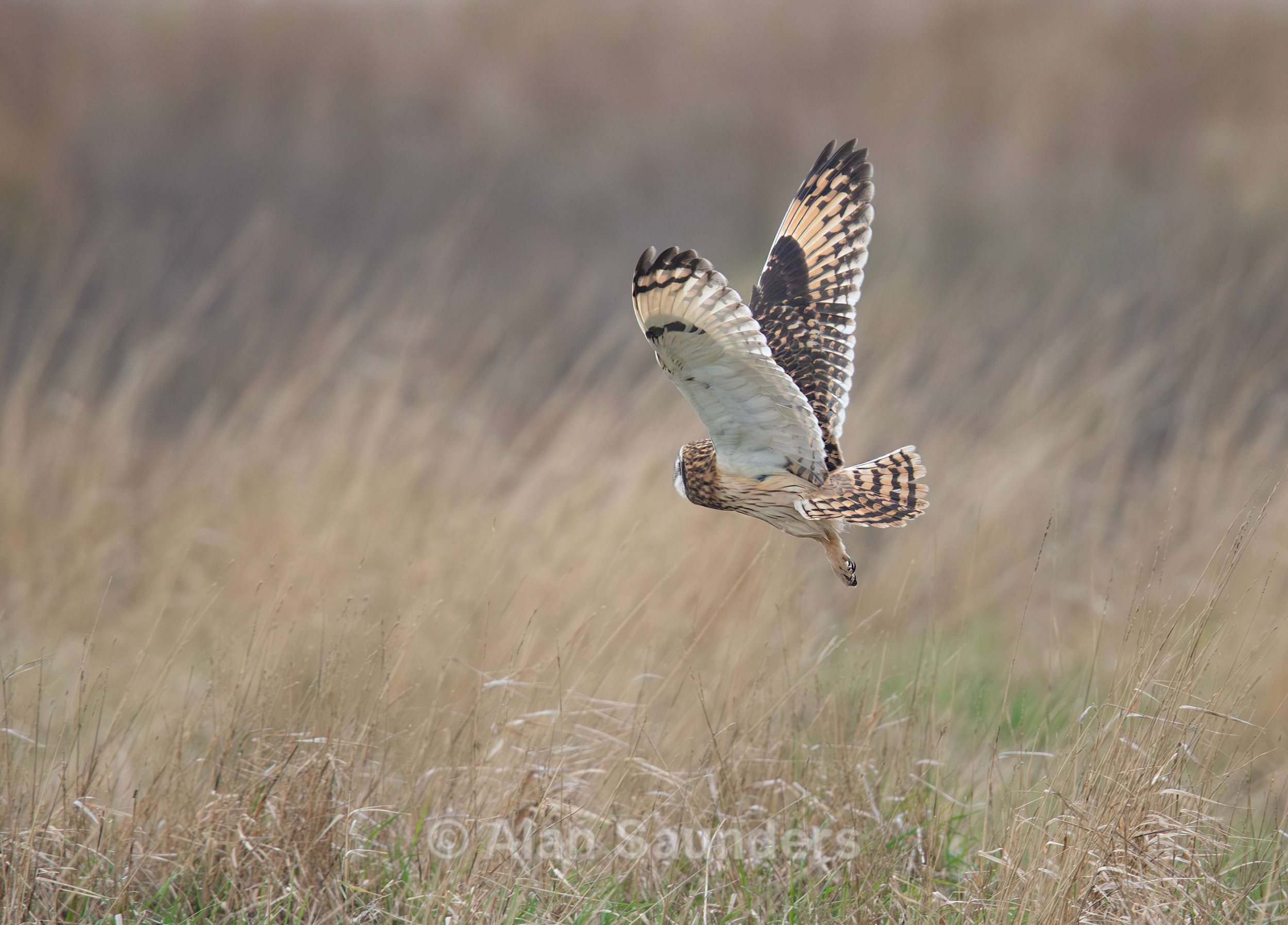 Short Eared Owl