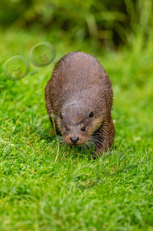 european otter lutra lutra-8156 - UK Wildlife