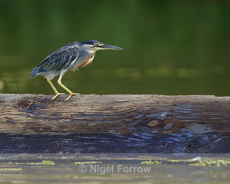 Striated Heron, Gamboa, Panama - Striated (Green-backed) Heron