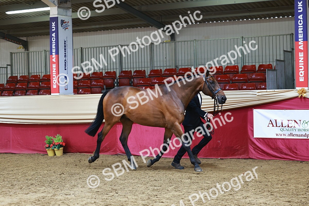 SBM_23194 - Class 903 - Supreme Final - IH Pre Vet