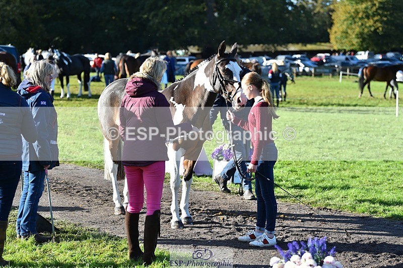 231022-102202-22440 - 508-ROCK.MELODY-Bethy.Naylor-Davis-TrotUp+SJ