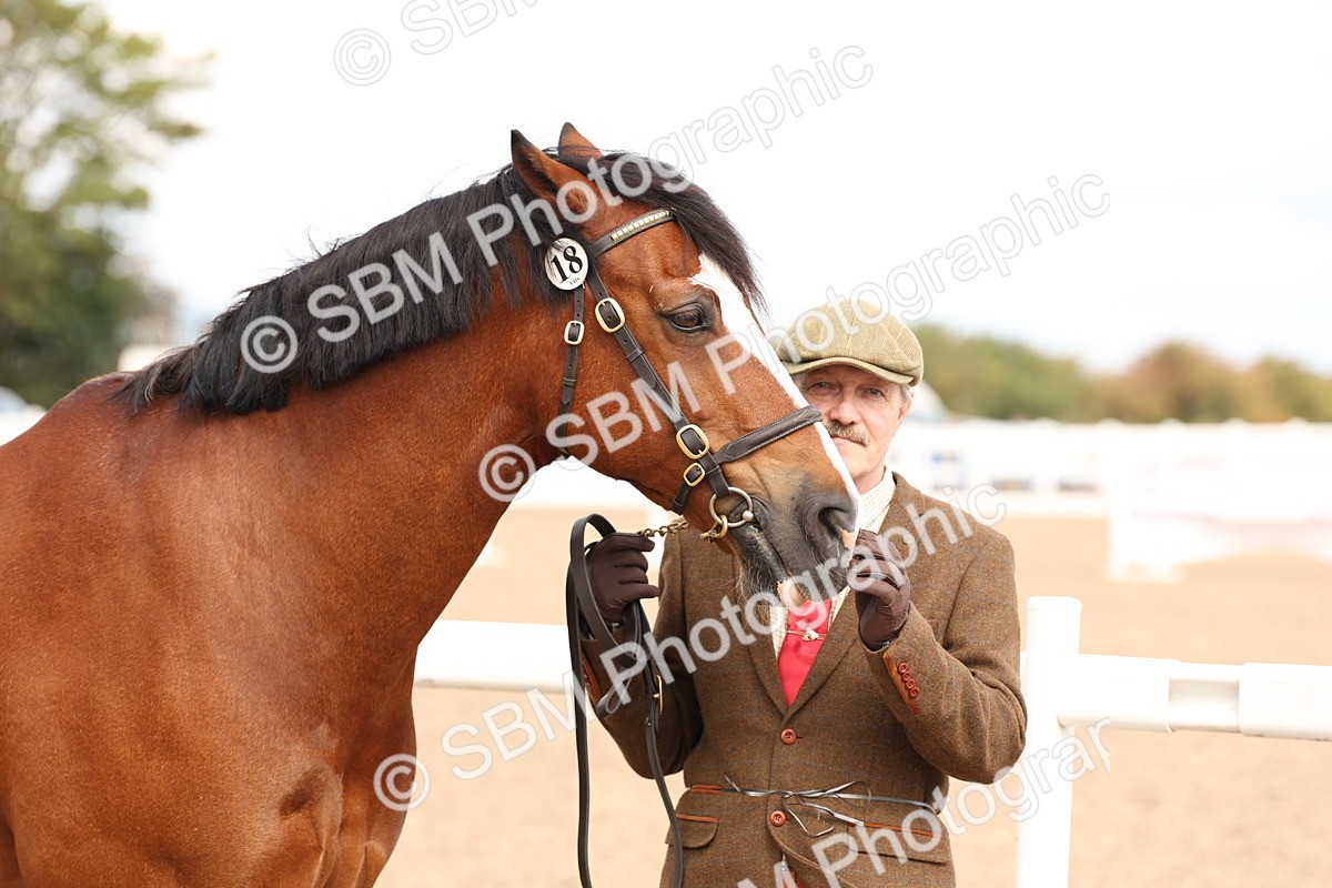SBM_14635 - Class 208 - IH Veteran Horse