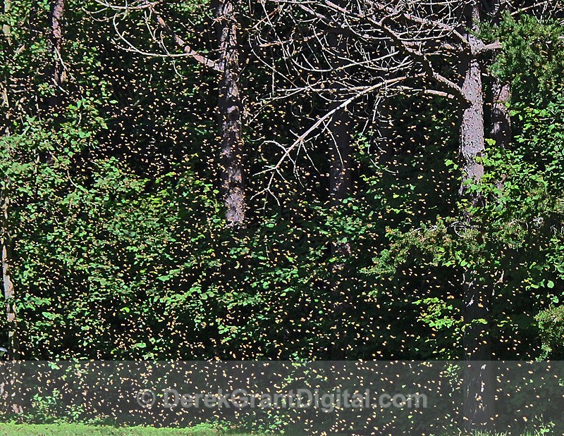 Dance of the Honey Bee