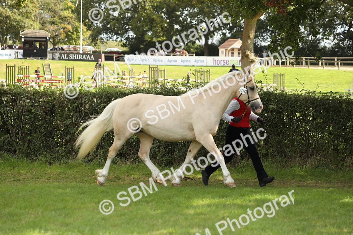 SBM_65386 - S47 - Mountain & Moorland In Hand Large Breeds