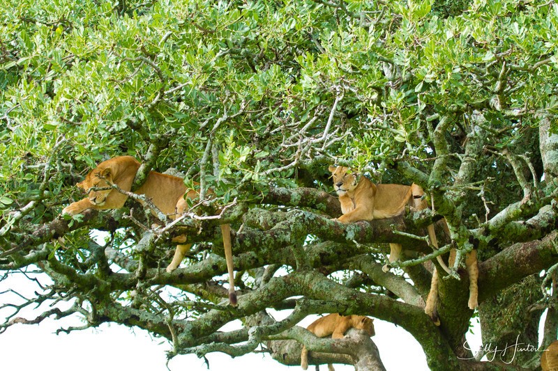 Tree Lions Serengeti 2