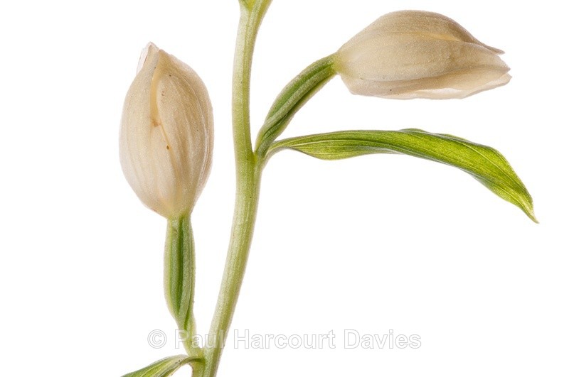  - WB: Orchids - Various