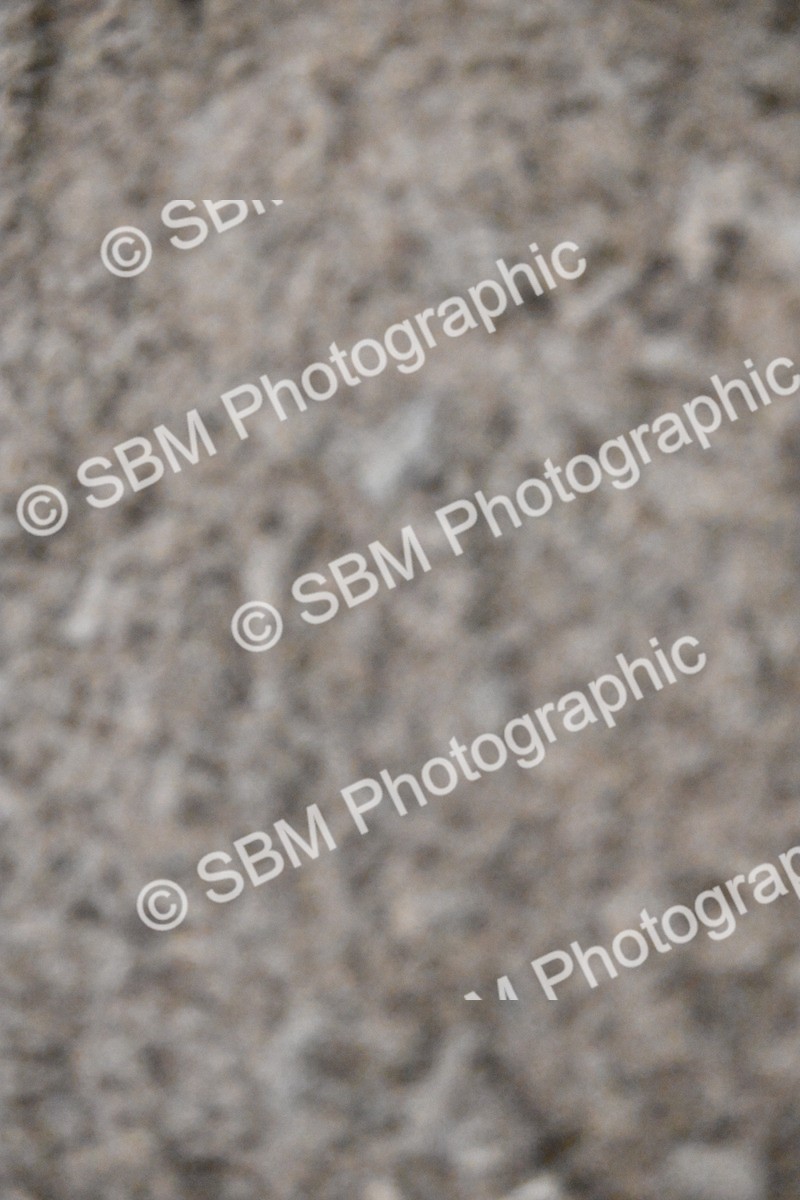 SBM_003020 - Class 37,38 - UKPSAF Performance Horse & Pony