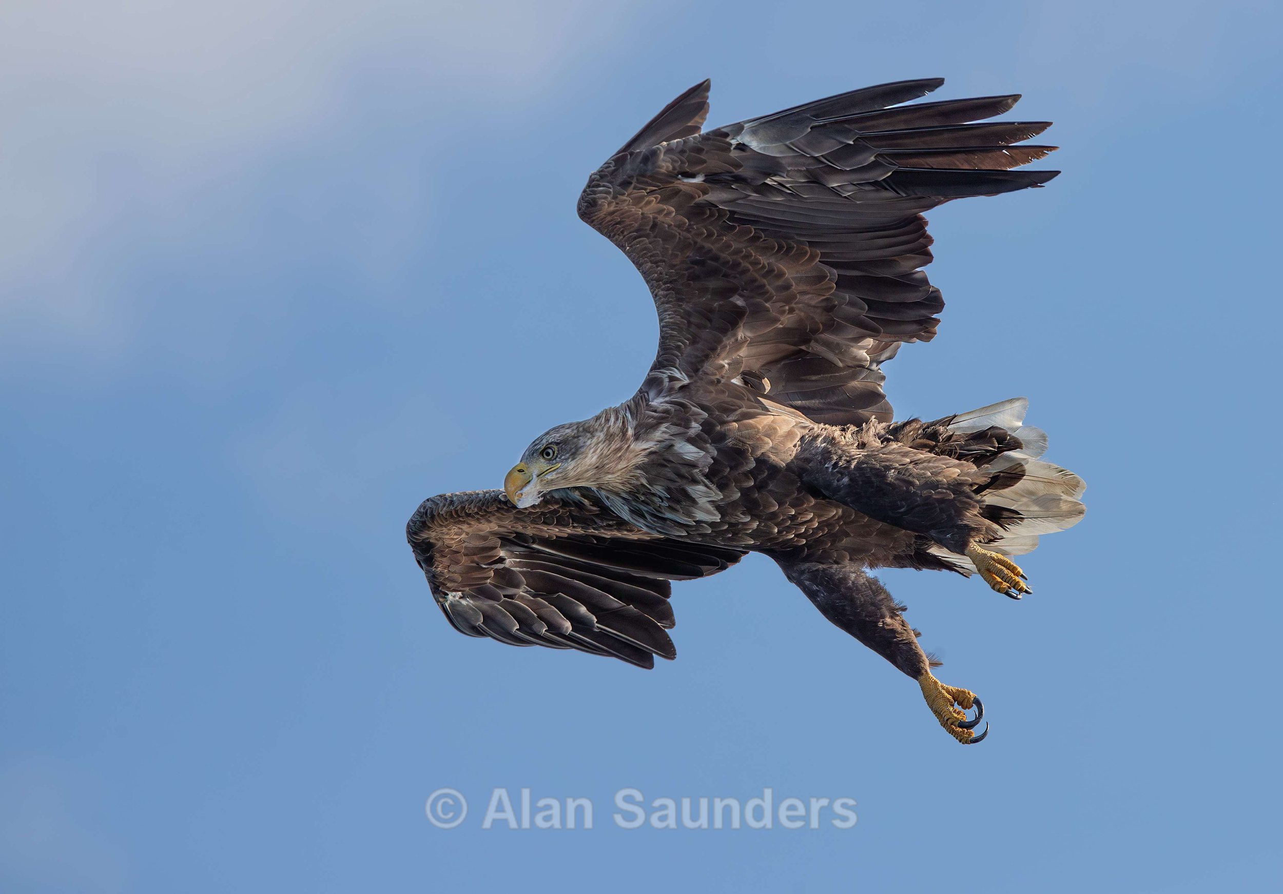 White Tailed Eagle 66