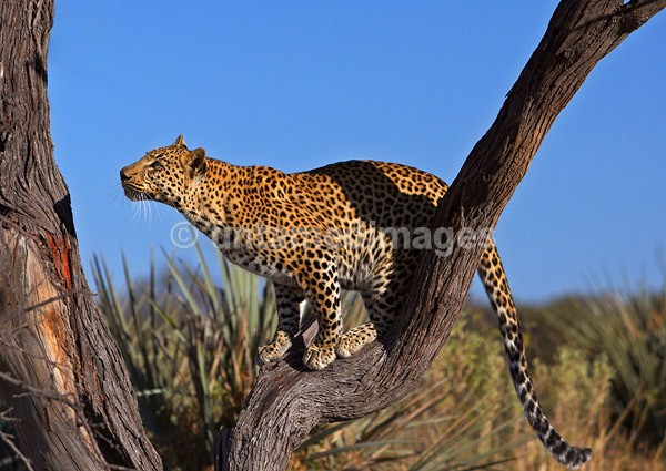 Leopard - Botswana