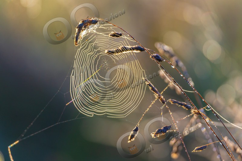 spider web-3158 - Insects from around the world
