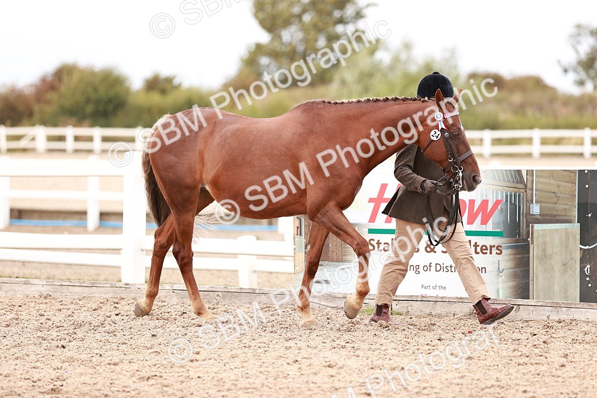 SBM_16889 - Class 415 - Horse-Pony Judge would most like to take home