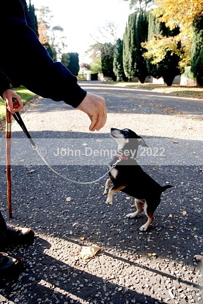 Meg Can Dance - Walking the Dog