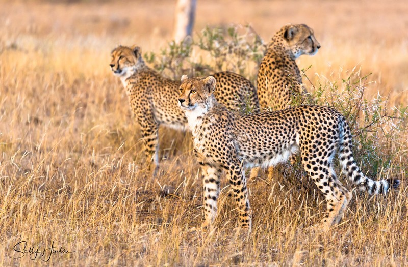 Cheetah Family at Sunset