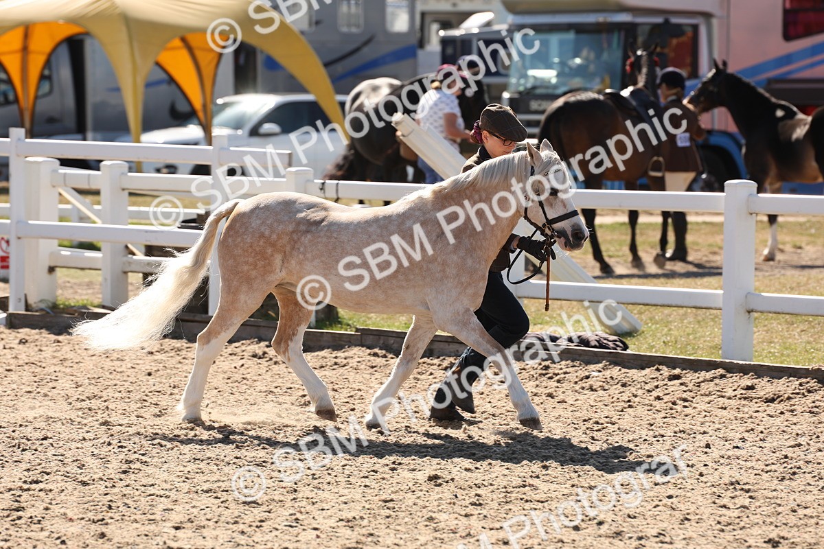 SBM_13877 - Class 205 - IH Show Pony - Show Hunter Pony