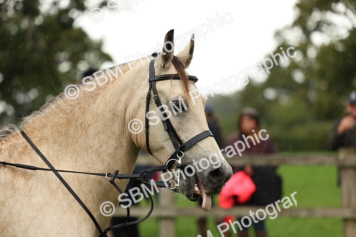 1I0A1483 - S32 - Mountain & Moorland Working Hunter Pony