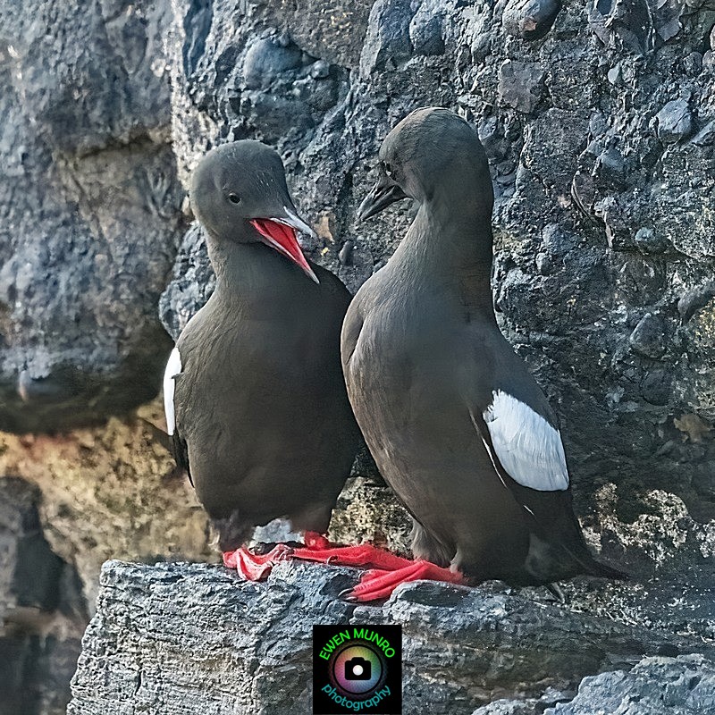 BBW-09-Black Guillemot Conversation - Water-based Birds