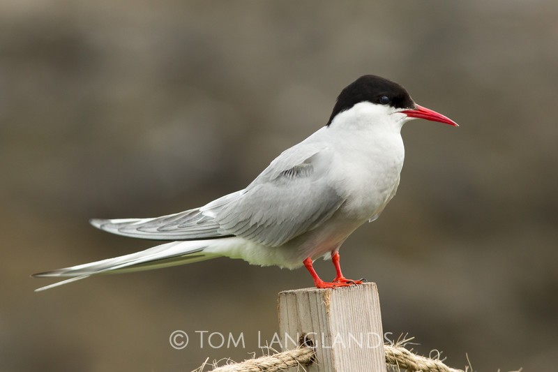Arctic Tern - Gulls and Terns