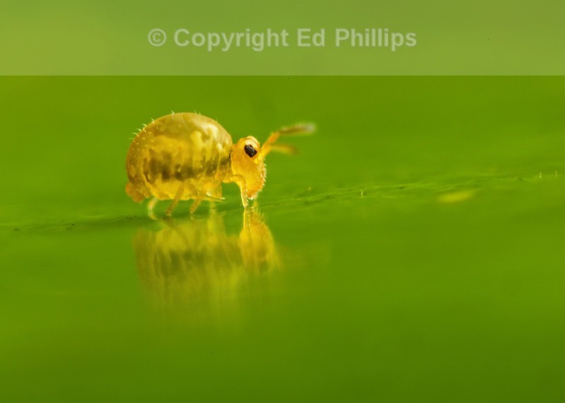 Sminthurinus aureus