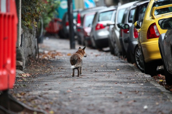  - Urban Foxes, Bristol, Great Britain