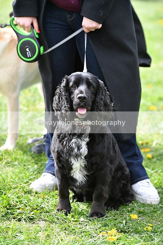 WJ5_9783 - Class 3 Most Handsome Dog
