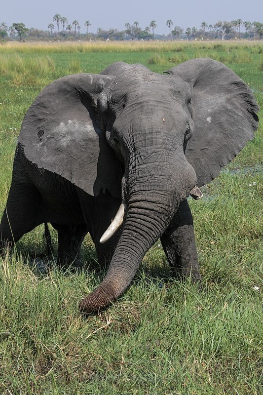Elephant - Botswana Wildlife