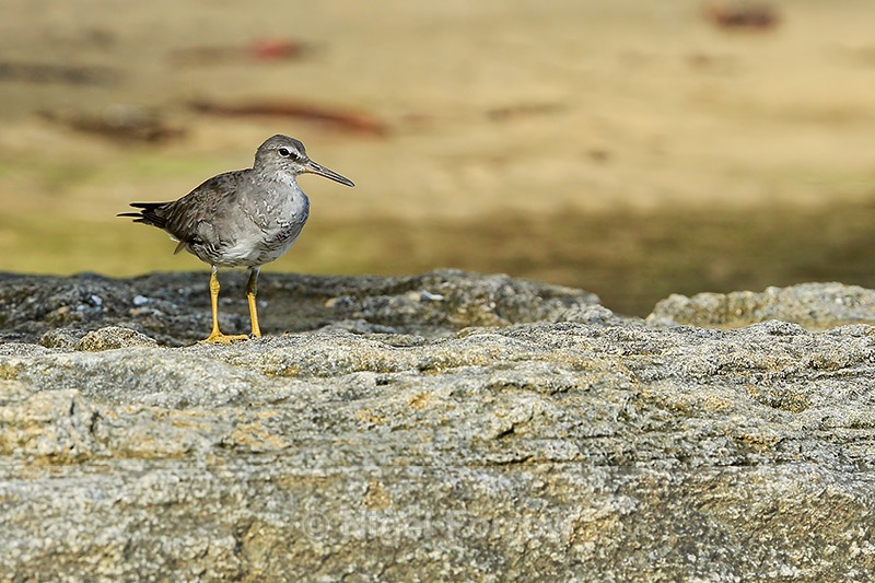 Wandering Tattler, Ke'e Beach, Kauai, Hawaiian Islands - Wandering Tattler