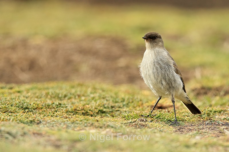 Dark-faced Ground-Tyrant, West Point Island, The Falklands - Dark-faced Ground-Tyrant