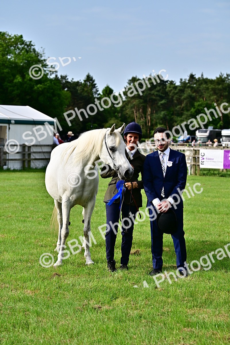 SBM_00051 - Class 46-49 - Arab and Part Bed-Anglo Arab In Hand
