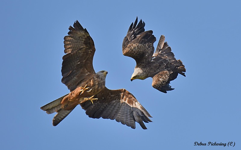 Black Kite - Birds Of Prey