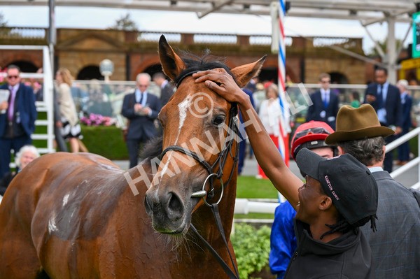 230923-Race 1-Invincible Molly-2963 - Race 1 2.00pm Jigsaw Sports Branding EBF Fillies' Novice Stakes