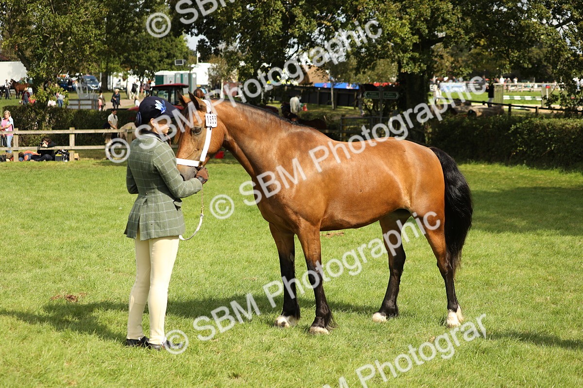 SBM_65470 - S47 - Mountain & Moorland In Hand Large Breeds