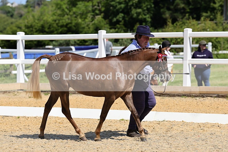 1X9A1097 - Class 8: Open Show/Hunter Pony not to exceed 153cm