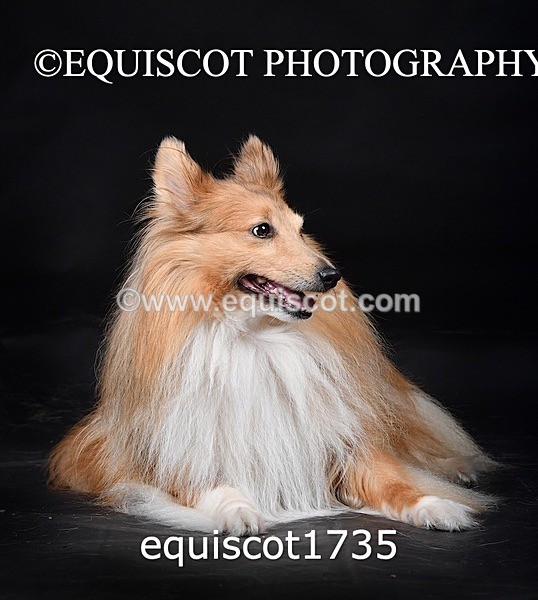 equiscot1735 - HONEY & SHADOW