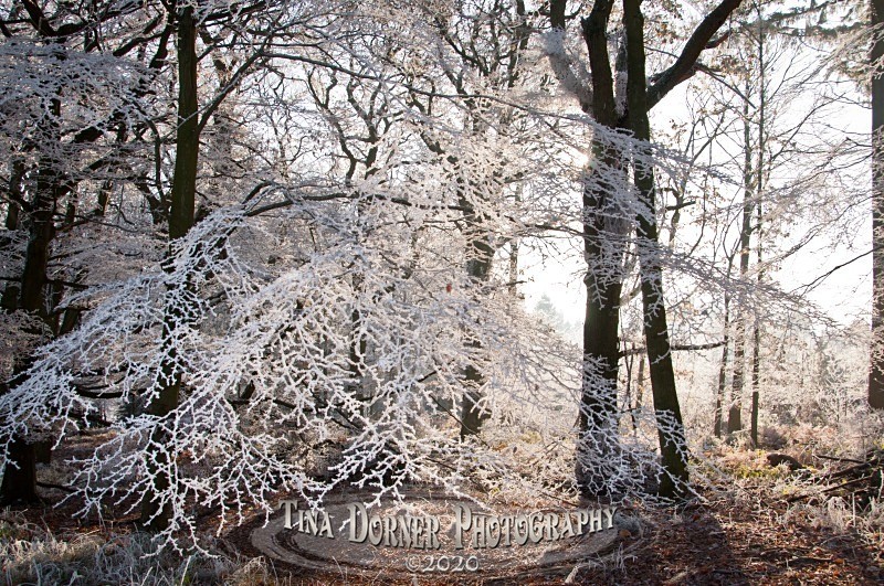 Hoar frostand sun shining through branches. Winter Landscape portfolio by Tina Dorner Photography,  Forest of Dean and Wye Valley, Gloucestershire