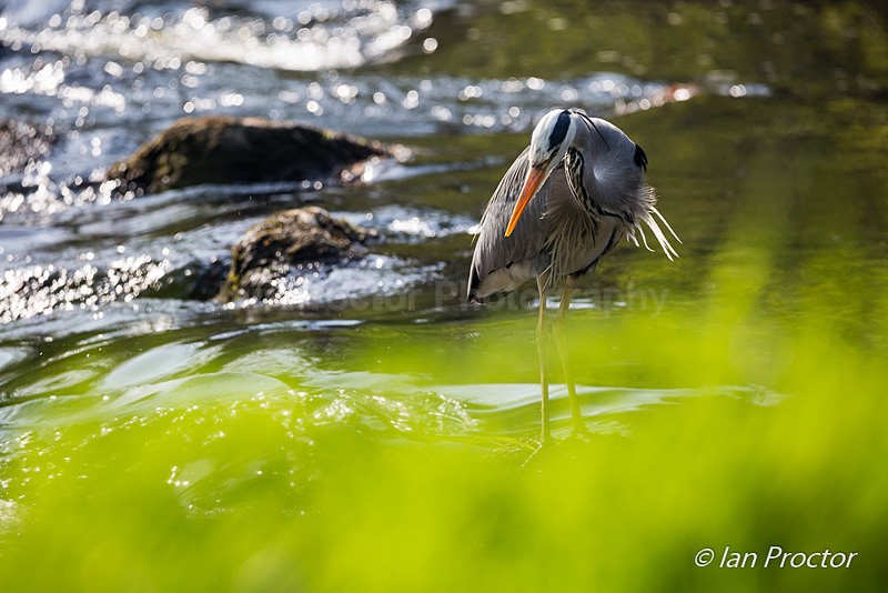 Grey Heron Fishing on River Maine - Nature