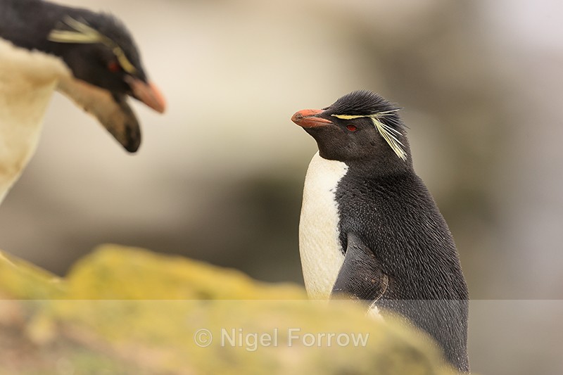 Southern Rockhopper Penguin watches another, Saunders Island - Rockhopper Penguin
