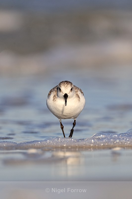 Sanderling front view in sea, Fort De Soto, Florida - Sanderling