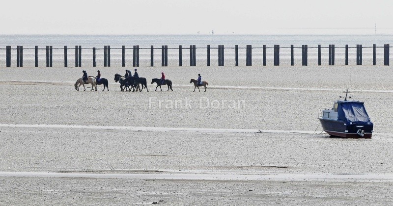 HORSES ON THE BEACH - Frank Doran