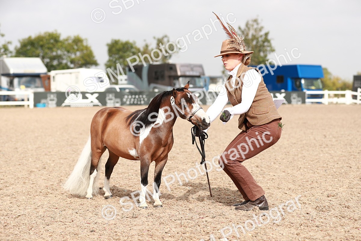 SBM_11852 - Class 206 IH Non Show Type Pony