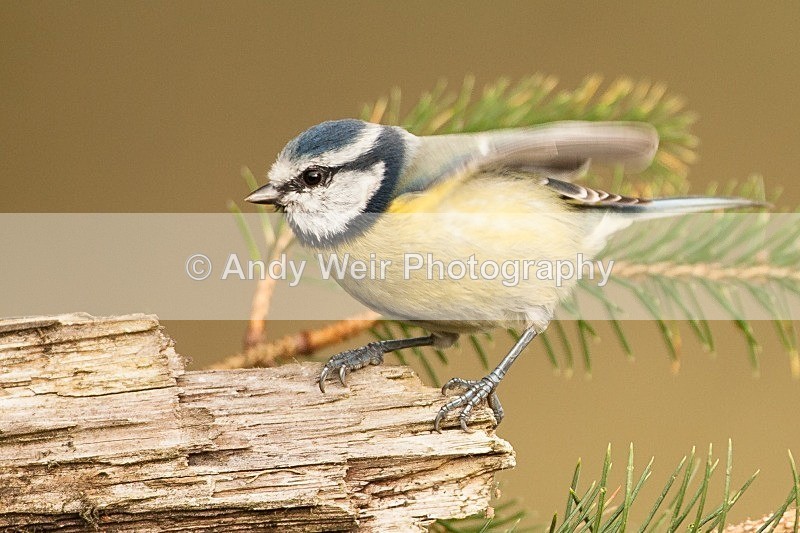 20121020-_MG_0547 - Long-tail Tit