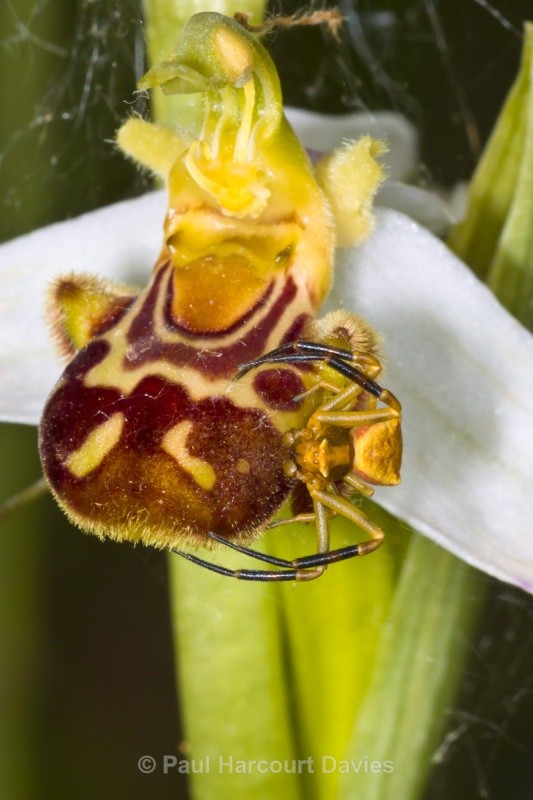 Bee Orchid (Ophrys apifera) showing opportunistic spider ready to trap insect visitors - Orchids - Ophrys