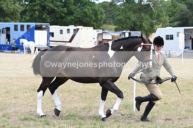 WJ6_5863 - Class 19 In-hand Veterans (Uploaded correct folder)