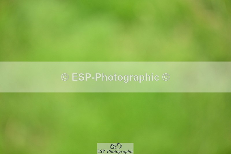 250705A-125813-14786 - Cls 30 Snr Foxhunter 2nd R Jump Offs and Presentations