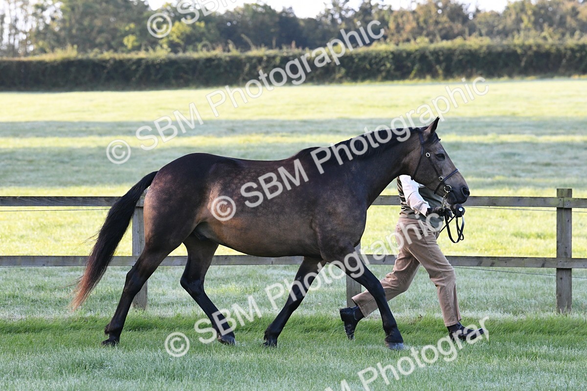 SBM_32515 - S15 - Condition & Turnout In Hand