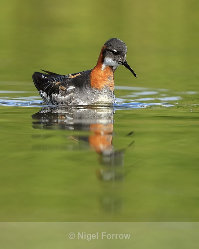 Red-necked Phalarope spots insect, Iceland - Red-necked Phalarope
