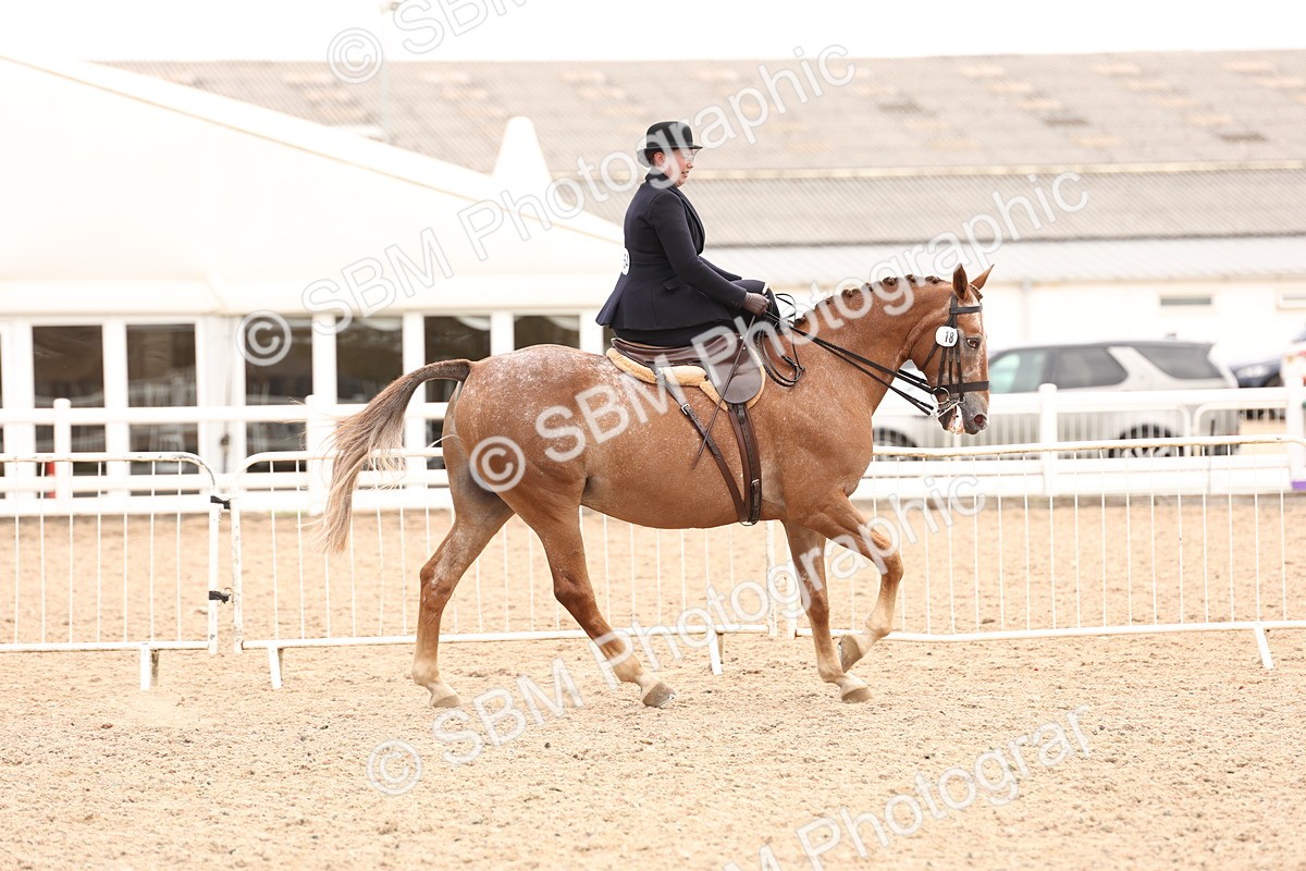 SBM_16422 - Class 211 - Best Side Saddle Horse - Pony