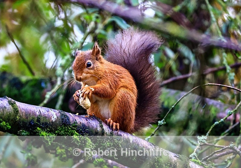 Red Squirrel with monkey nut - Blank Cards