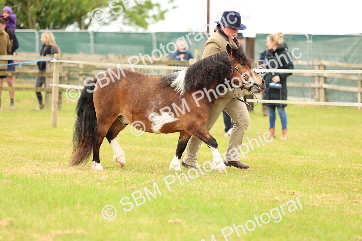 SBM_04363 - Class 64-67 - Shetland Pony In Hand