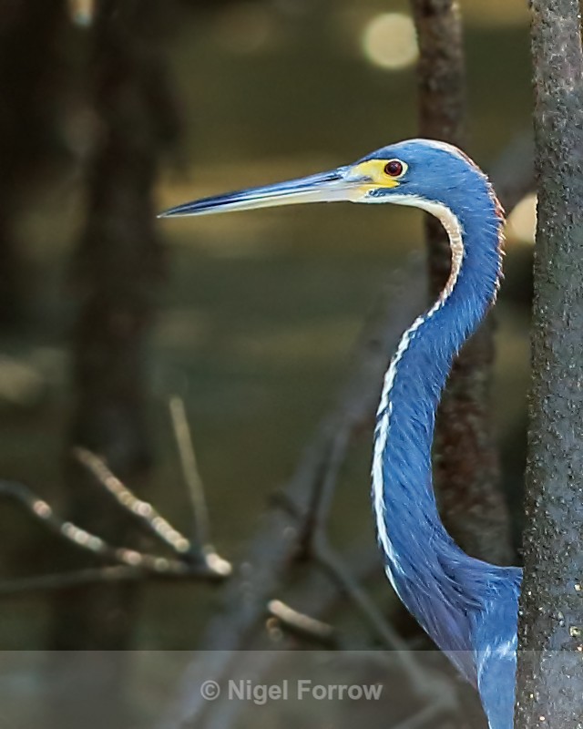 Tricolored Heron (adult) close-up, Costa Rica - Tricolored Heron
