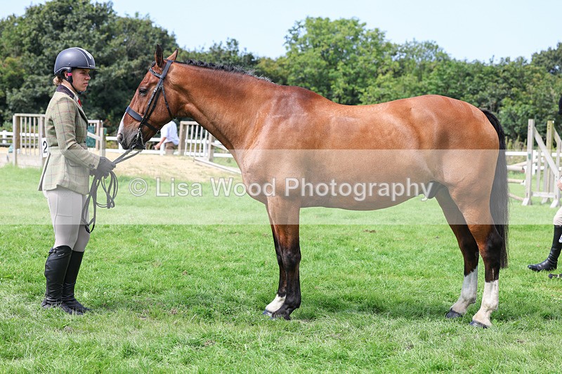 3E7A8773 - Class 5: Working Show Horse